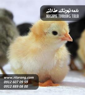 فروش جوجه گوشتی میرامین